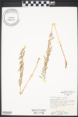 Tipularia discolor image