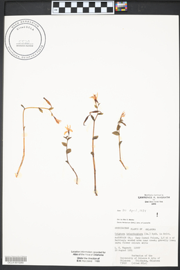 Tipularia discolor image