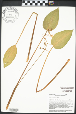 Sagittaria graminea image