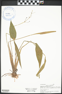 Sagittaria graminea image