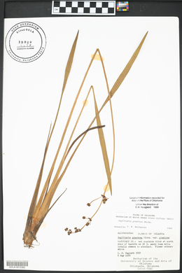 Sagittaria graminea image