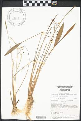 Sagittaria graminea image