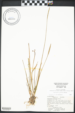 Sagittaria graminea image