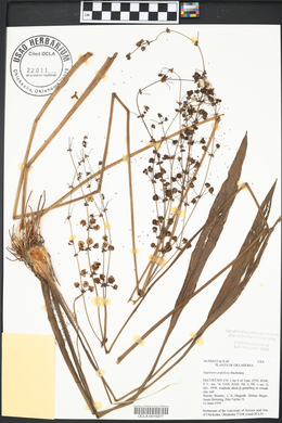 Sagittaria papillosa image