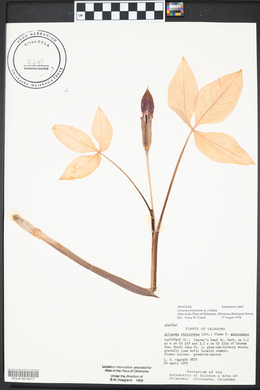 Arisaema triphyllum subsp. triphyllum image