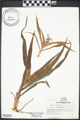 Tradescantia ernestiana image