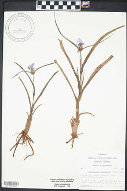 Tradescantia occidentalis image