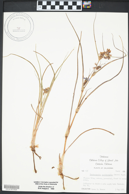 Tradescantia occidentalis image