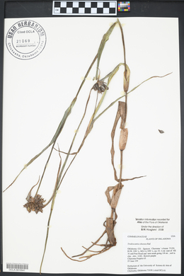 Tradescantia ohiensis image