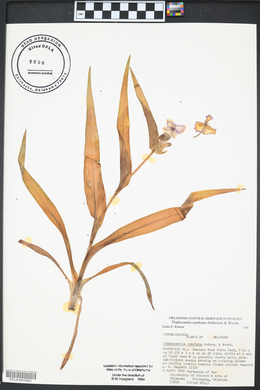 Tradescantia ozarkana image