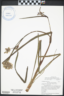 Tradescantia tharpii image