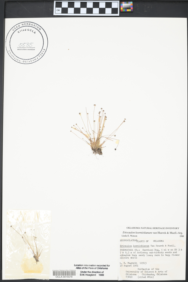 Eriocaulon koernickianum image
