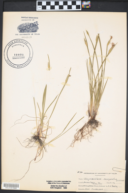 Sisyrinchium campestre image