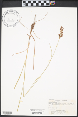 Juncus biflorus image