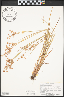 Juncus brachycarpus image