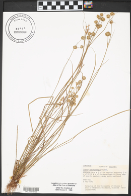 Juncus brachycarpus image