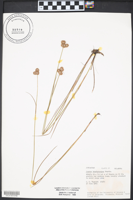 Juncus brachycarpus image