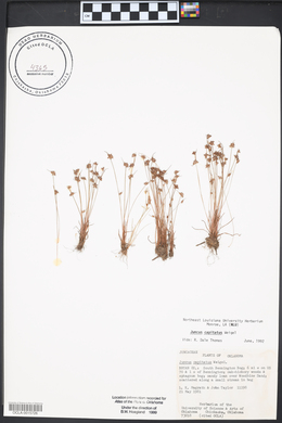 Juncus capitatus image