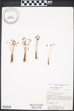 Juncus capitatus image