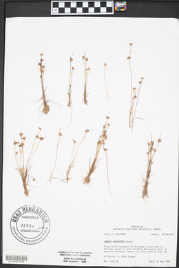 Juncus capitatus image