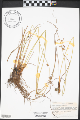 Juncus coriaceus image