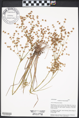 Juncus diffusissimus image