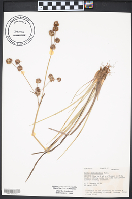 Juncus diffusissimus image