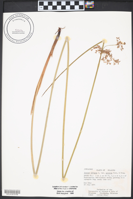 Juncus effusus var. solutus image