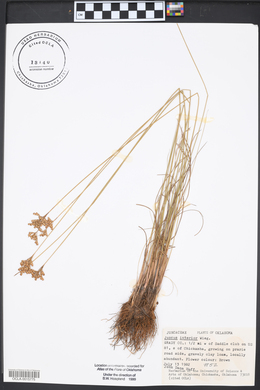 Juncus interior image