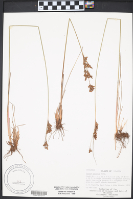 Juncus interior image