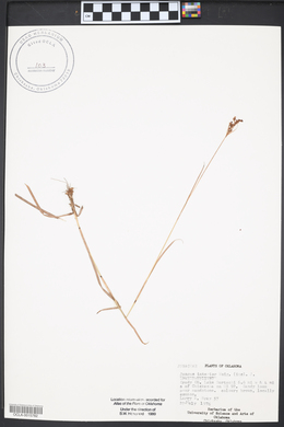 Juncus interior image