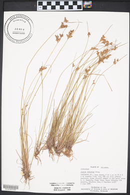 Juncus interior image