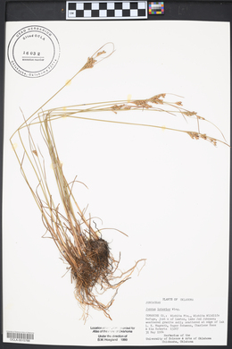 Juncus interior image