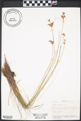 Juncus interior image