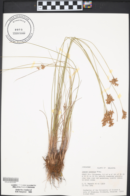 Juncus interior image