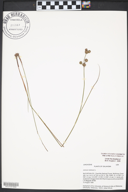 Juncus nodosus image