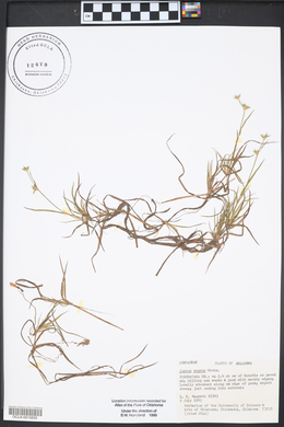 Cyperus virens image