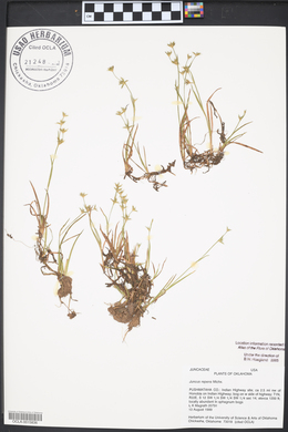 Juncus repens image