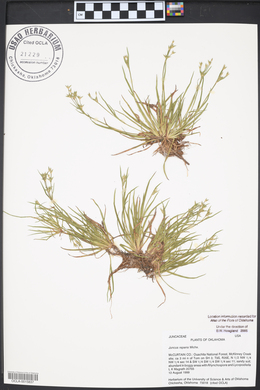 Juncus repens image