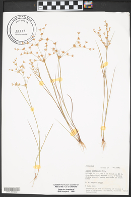 Juncus scirpoides image