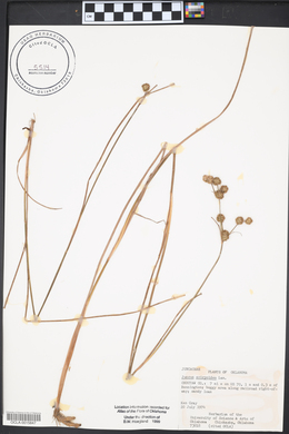 Juncus scirpoides image