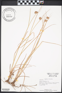 Juncus scirpoides image