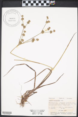 Juncus scirpoides image