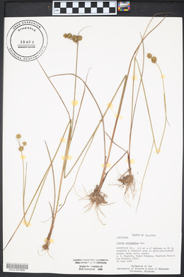 Juncus scirpoides image