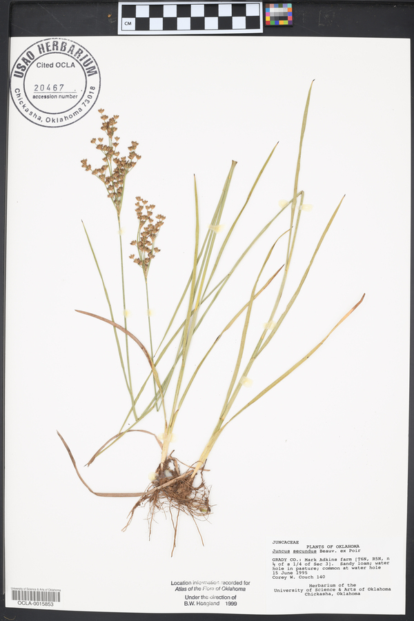 Juncus secundus image