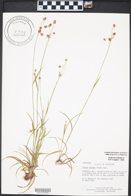 Luzula bulbosa image