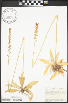 Aletris aurea image