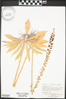 Aletris aurea image