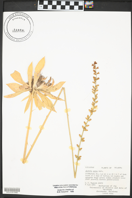 Aletris aurea image