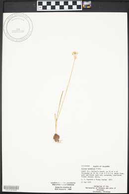 Allium canadense var. mobilense image